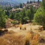 Residential field in Agios Theodoros Soleas, Nicosia — Nicosia, Agios Theodoros Soleas (2)