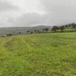 Shared residential field in Kelokedara, Paphos — Paphos, Kelokedara (2)