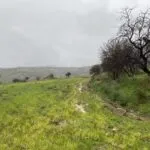 Shared residential field in Kelokedara, Paphos — Paphos, Kelokedara (4)