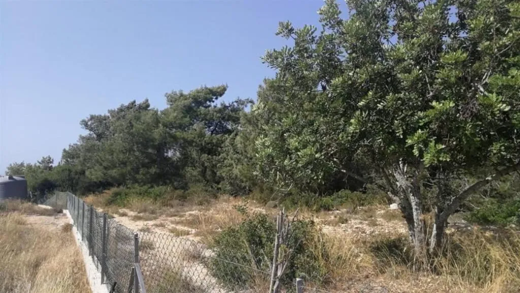 Shared field in Neo Chorio, Paphos — photo 2