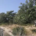 Shared field in Neo Chorio, Paphos — Paphos, Neo Chorio (2)