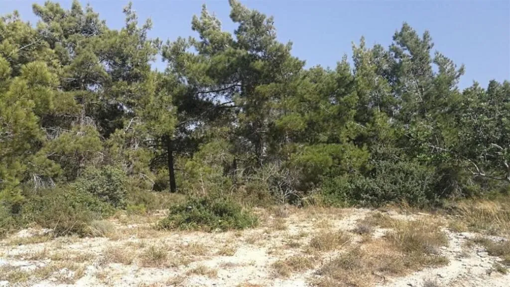 Shared field in Neo Chorio, Paphos — photo 3