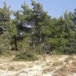 Shared field in Neo Chorio, Paphos — Paphos, Neo Chorio (3)