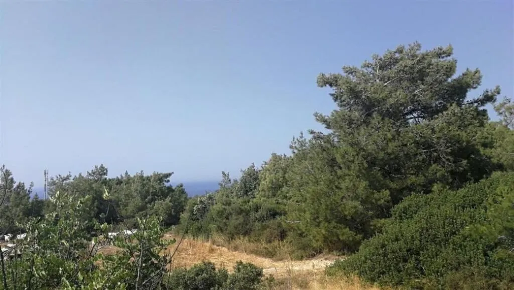 Shared field in Neo Chorio, Paphos — photo 4