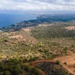 Field (Share) – Neo Chorio, Paphos — Paphos, Neo Chorio (10)