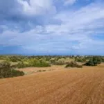 Field (Share) – Neo Chorio, Paphos — Paphos, Neo Chorio (14)