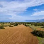 Field (Share) – Neo Chorio, Paphos — Paphos, Neo Chorio (15)