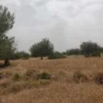 Field – Neo Chorio, Paphos — Paphos, Neo Chorio (7)