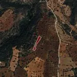 Field – Neo Chorio, Paphos — Paphos, Neo Chorio (8)