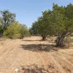 Field – Neo Chorio, Paphos — Paphos, Neo Chorio