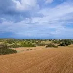 Field (Share) – Neo Chorio, Paphos — Paphos, Neo Chorio (6)